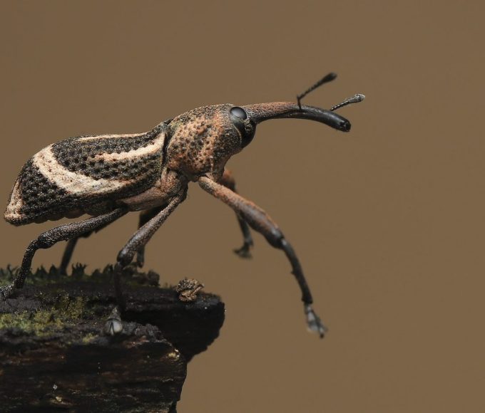 The Unorthodox Solution to the World’s Migration Woes The Unorthodox Solution to the World’s Migration Woes